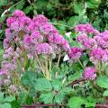 fleurs